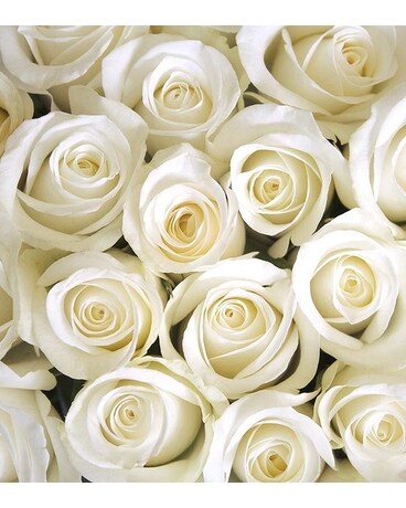 White size, inches height and inches wide.