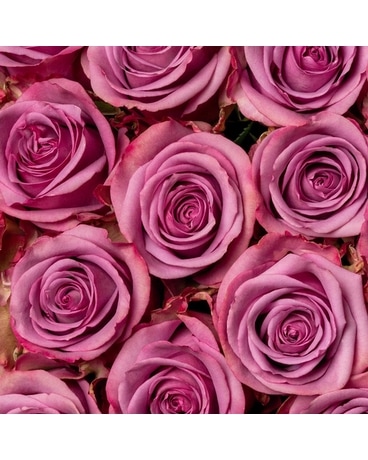 Lavender size, inches height and inches wide.