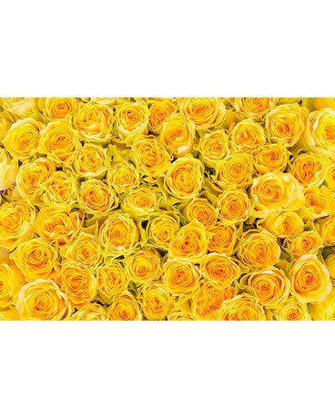 Yellow size, inches height and inches wide.