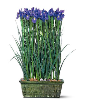 Premium size, inches height and inches wide.