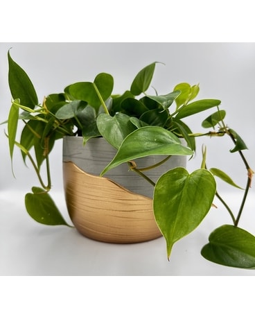 gold/concrete pot size, inches height and inches wide.