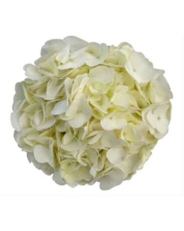 80 Hydrangeas size, inches height and inches wide.