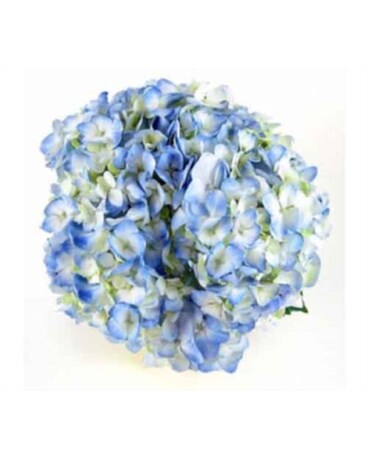 120 Hydrangeas size, inches height and inches wide.