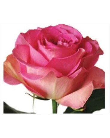 100 Roses size, inches height and inches wide.
