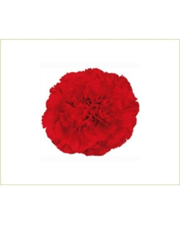 250 Carnations size, inches height and inches wide.