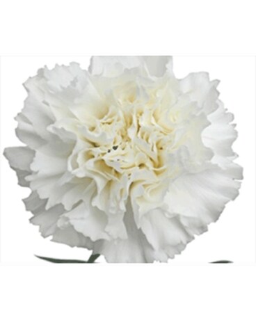 250 Carnations size, inches height and inches wide.