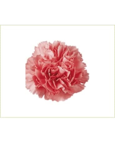 250 Carnations size, inches height and inches wide.