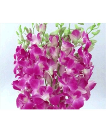 120 Orchids size, inches height and inches wide.