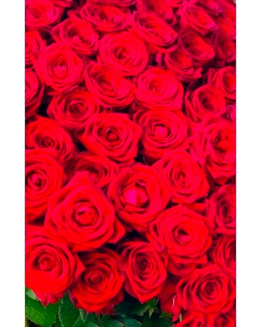 24 Roses size, inches height and inches wide.
