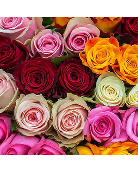 12 Roses size, inches height and inches wide.