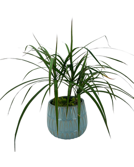 Largest planter size, inches height and inches wide.