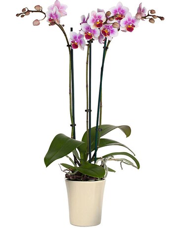 3 Spike Orchid Plant size, inches height and inches wide.