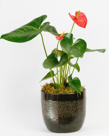 Small (6 inch Plant) // Obsidian Pot size, inches height and inches wide.