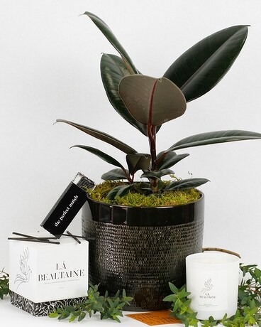 Plant + Candle size, inches height and inches wide.