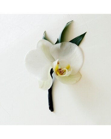 Purple Phalo Orchid size, inches height and inches wide.