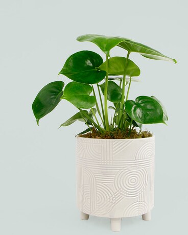 Small (6 inch Plant) // Mid-Century Ceramic Pot (SOLD OUT) size, inches height and inches wide.