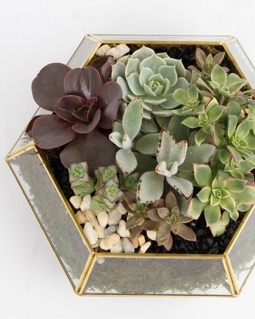 Succulent size, 9 inches height and 10.5 inches wide.