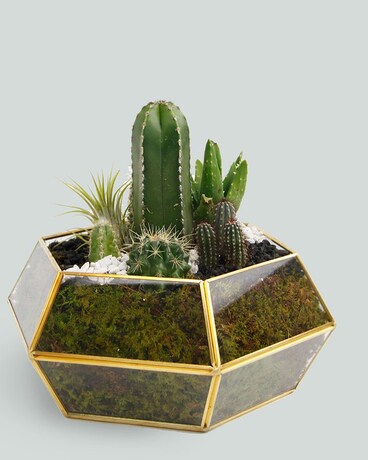 Cacti size, inches height and inches wide.