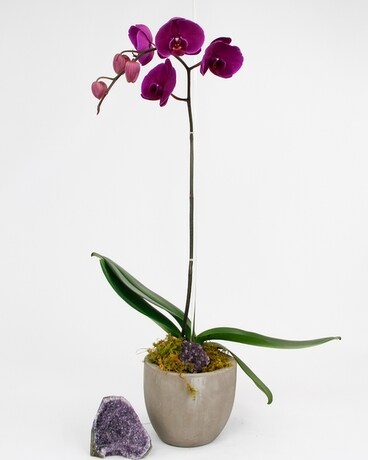 Amethyst Phalaenopsis Orchid (SOLD OUT) size, inches height and inches wide.