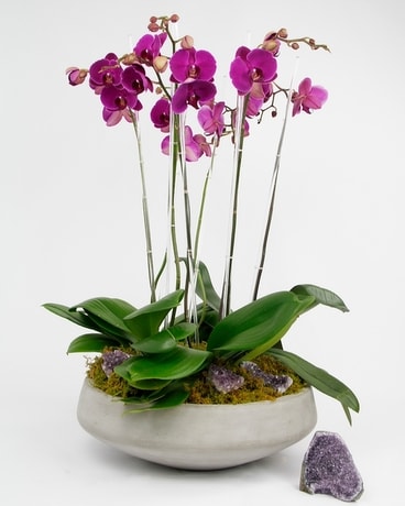 Amethyst Heirloom Orchid size, inches height and inches wide.