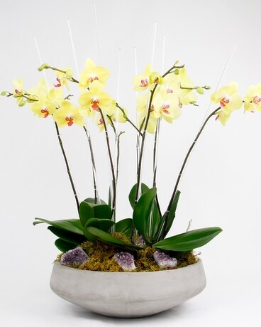 Sunset Heirloom Orchid size, inches height and inches wide.