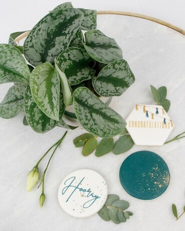 Silver Satin Pothos + Cookies size, inches height and inches wide.