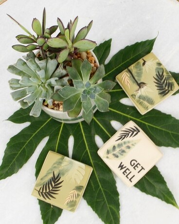 Succulent + Cookie Trio size, inches height and inches wide.