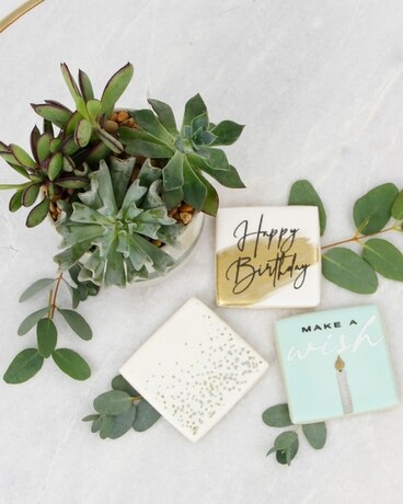 Birthday - Succulent size, inches height and inches wide.