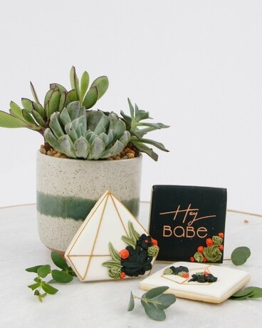 Just Because - Succulent size, inches height and inches wide.