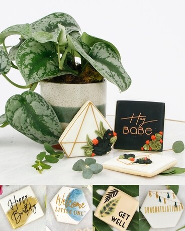 Just Because - Pothos Ivy size, inches height and inches wide.