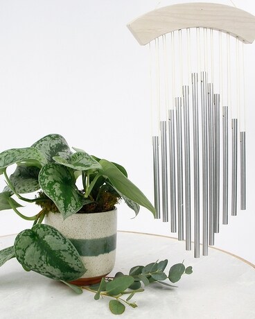 Silver Satin Pothos + Windchime size, inches height and inches wide.