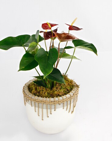 Small (6 inch Plant) // Woven Rattan Pot size, inches height and inches wide.