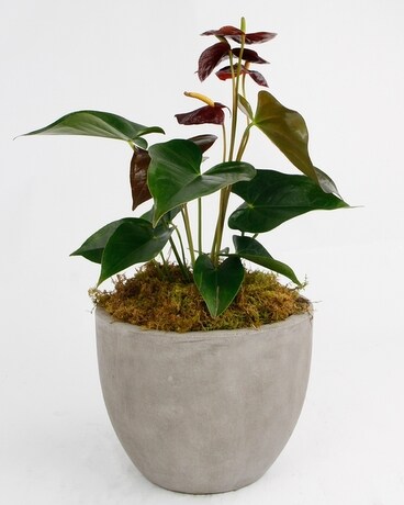Small (6 inch Plant) // Newport Stone Pot size, inches height and inches wide.