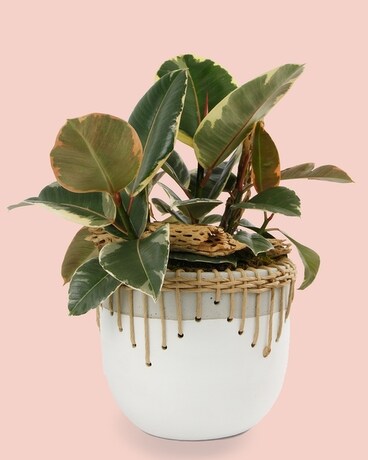 Small (6 inch Plant) // Woven Rattan Pot size, inches height and inches wide.