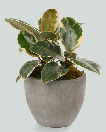 Small (6 inch Plant) // Newport Stone Pot size, inches height and inches wide.
