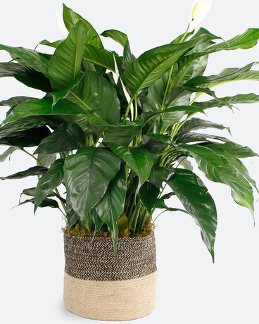 Medium (8 inch Plant) // Two-Tone Jute Basket size, inches height and inches wide.