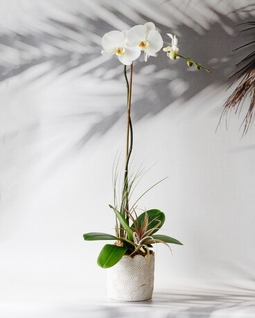 WHITE size, 24 inches height and 6 inches wide.