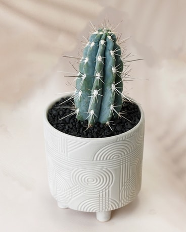 Standard size, 10 inches height and 6 inches wide.