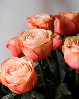 CALIFORNIA PEACH - 3 Dozen size, inches height and inches wide.