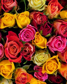 SURPRISE ME! - 2 Dozen size, inches height and inches wide.