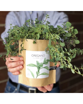 Chefs Secret Herb Collection - Basil, Cilantro, Oregano, Mint, & Dill size, inches height and inches wide.