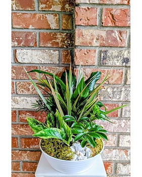 caring for an philodendron domesticum Philodendron Domesticum | Care Guide and Pro Tips - Delivery from Toronto  across Canada main image 1