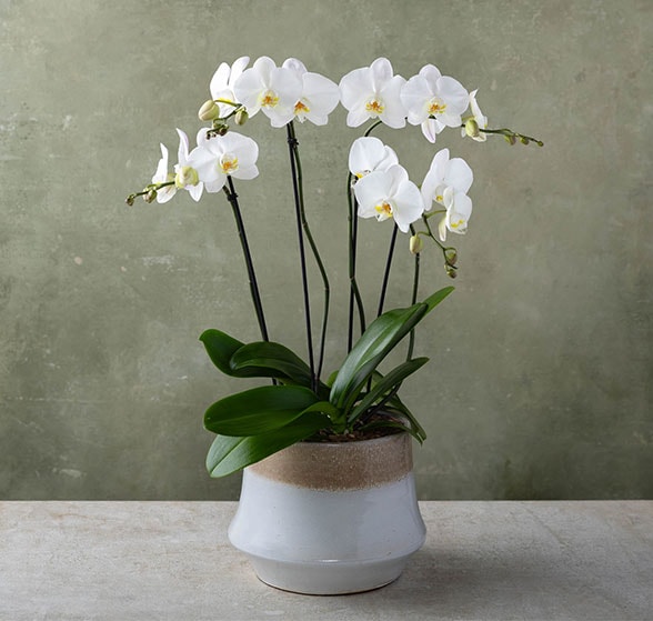 A soothing candle is displayed with lemons, whole spices, and greenery.