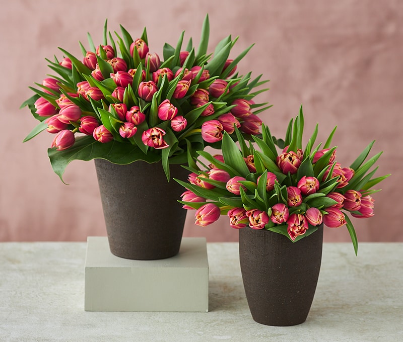 plant with orange flowers and red berries