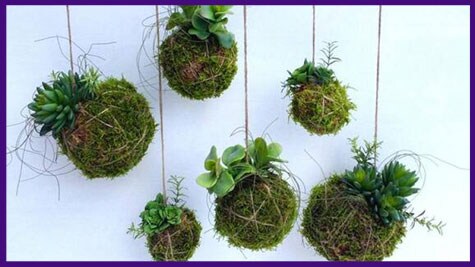 Kokedama Japanese Moss Balls Class
