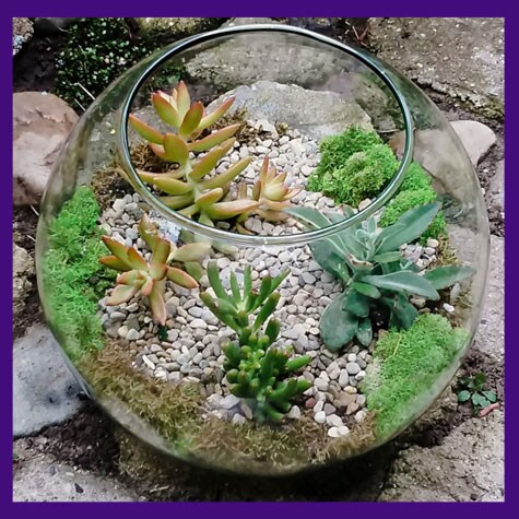 Succulent Terrarium Class