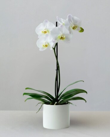 White Phalaenopsis Orchid in Schenectady NY - Frank Gallo & Son
