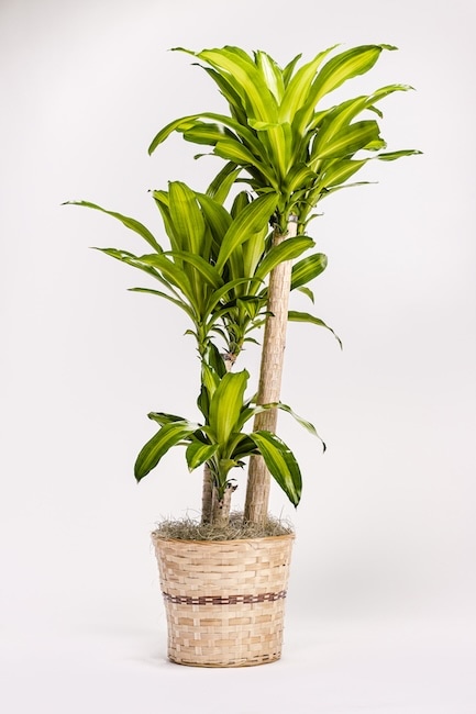 Flower & Plant Care - Augusta, GA | Martina's Flowers and Gifts