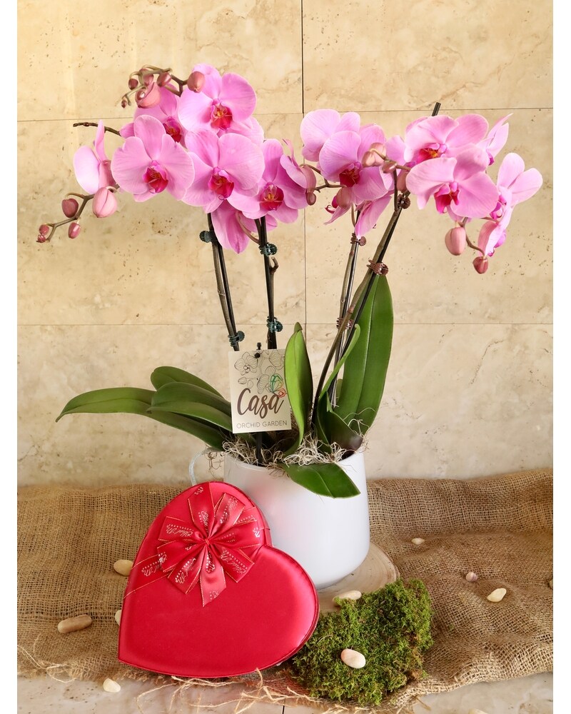 Love & Orchids (Pink) in Merion PA - Long Stems