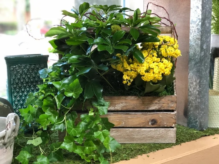Plant Basket Care image
